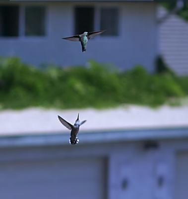 Hummingbird aerial battle