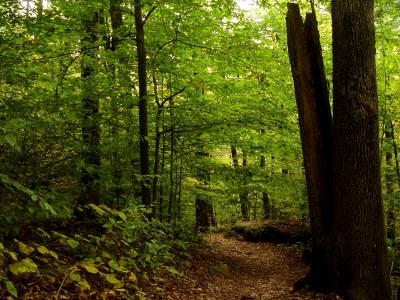 Trail.JPG