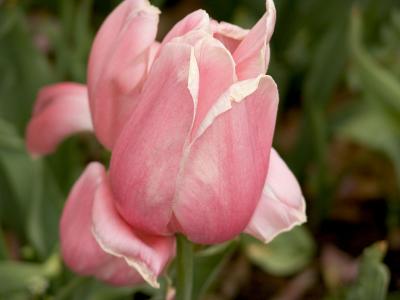 Pink Tulip