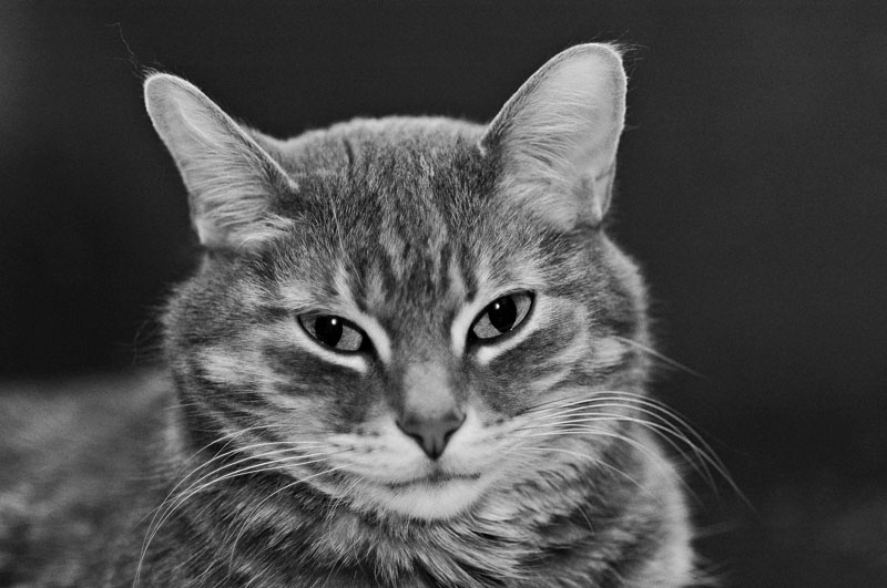 Hector