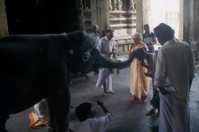 templesIN130_elephant.jpg