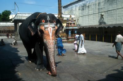 templesIN131_elephant.jpg