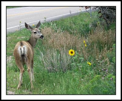 Deer and Sunflower