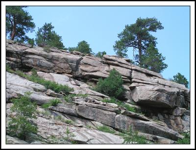 Tree on Rock