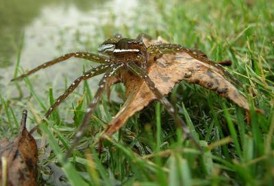 u38/lejun/medium/31958366.spiderbest2.jpg