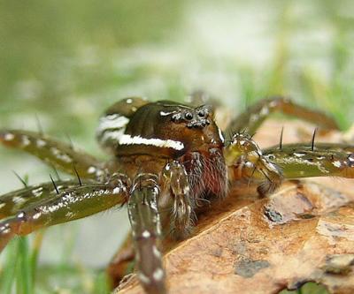 u38/lejun/medium/31958370.spiderexcellent.jpg