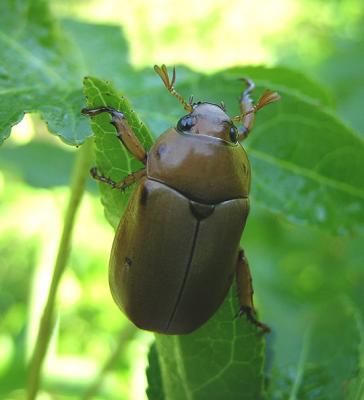 May Beetle