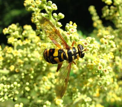 Milesia virginiensis