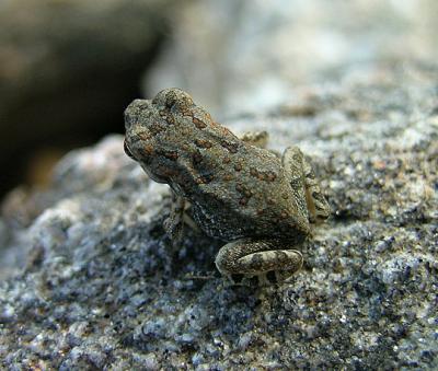 Unidentified Juvenile Toad
