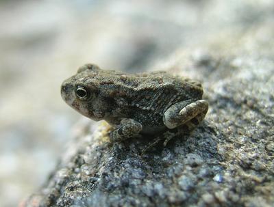 Unidentified Juvenile Toad