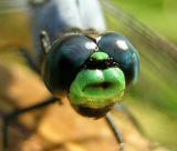 Eastern Pondhawk (Male)