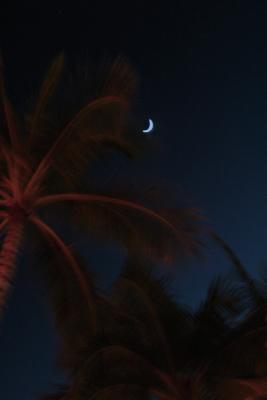 Palm Moon