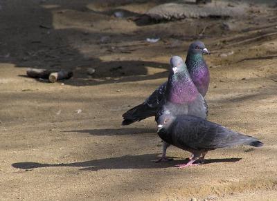 a_rock_pigeon_love_story
