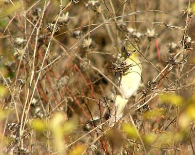 lesser_goldfinches_