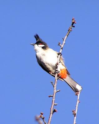 u38/lesliej/medium/24773950.redventedbulbul.jpg
