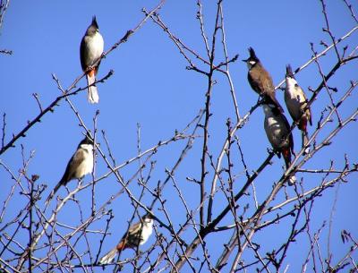 red_whiskered_bulbul