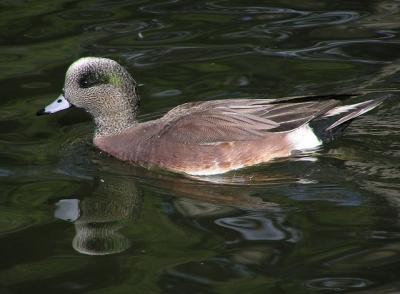 u38/lesliej/medium/24846728.americanwigeon.jpg