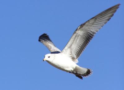 ca gull in flight.jpg