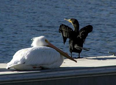 white pelican and dc cormorant.jpg