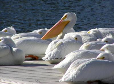 white pelicans 0104.jpg