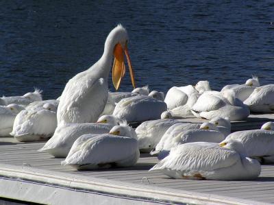 white pelicans 0104 3.jpg