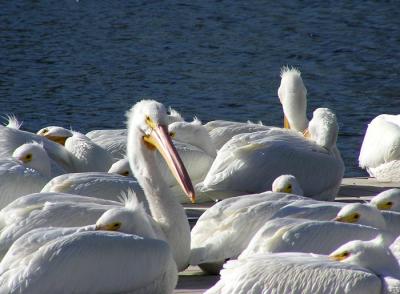 white pelicans 0104 5.jpg