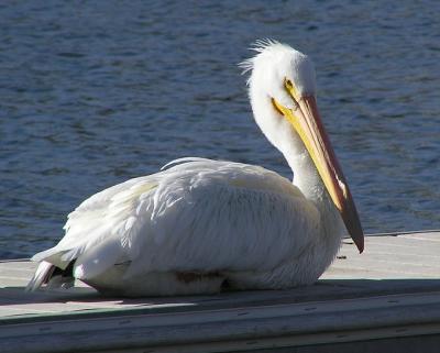 white pelicans 0104 6.jpg