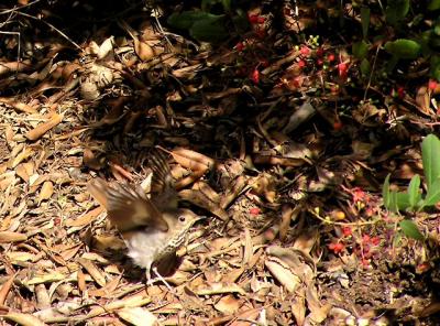 hermit thrush wings.jpg