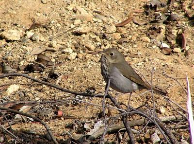 hermit thrush 0104.jpg