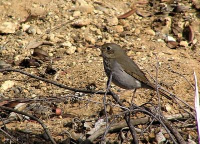 hermit thrush 0104 2.jpg