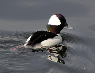 bufflehead male 010904 2.jpg