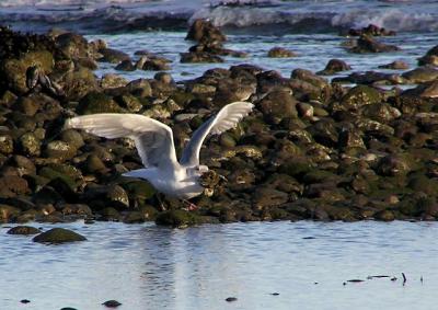 western_gull_with_mussels