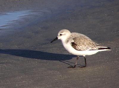 sanderling 0104.jpg