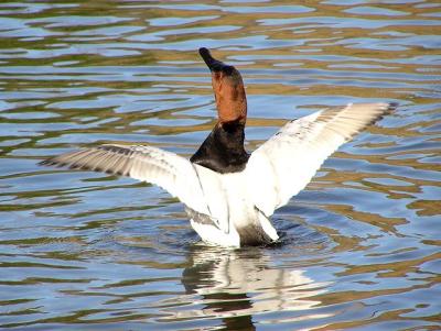 canvasback bathing.jpg