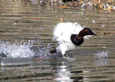 canvasback im outta here.jpg