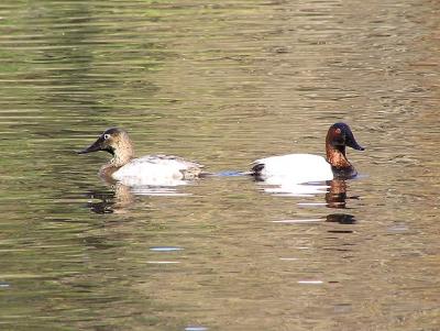 canvasbacks going their separate ways.jpg