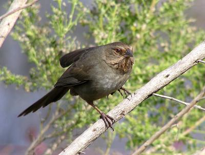 california_towhee