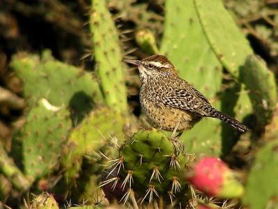 cactus_wren