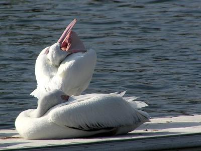 white_pelicans_jan_19_2004