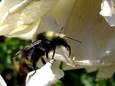 bumblebee 2.jpg