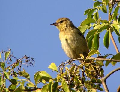 bullocks_oriole_