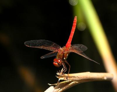 cardinal_meadowhawk