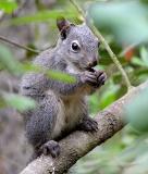 western gray squirrel 2.jpg