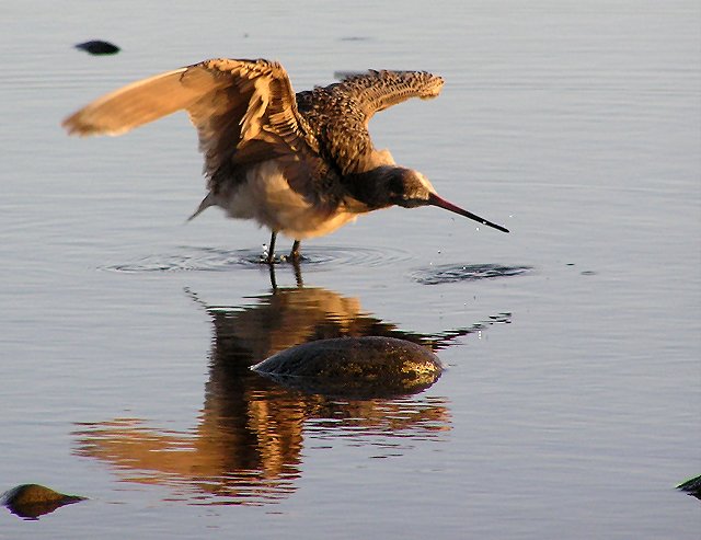 marbled godwit 0104 2.jpg