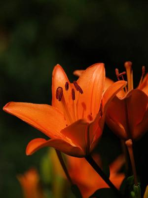 Jardins des martels