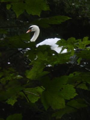Swan.JPG