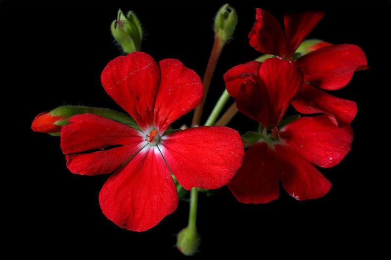 Red Geraniums