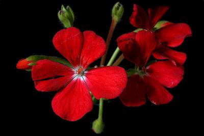Red Geraniums
