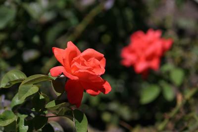Red Roses