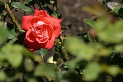 Red Rose